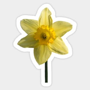 The Daffodil Sticker